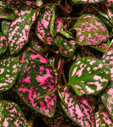 Polka Dot Plant Most Common and Popular Houseplant