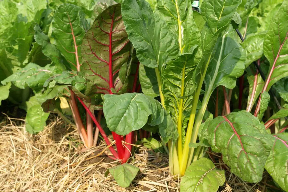 Swiss chard plants, one of the fall edible plants, with vibrant green leaves and colorful red and yellow stems grow in a garden bed.