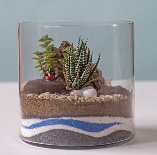 Terrarium Small Houseplant