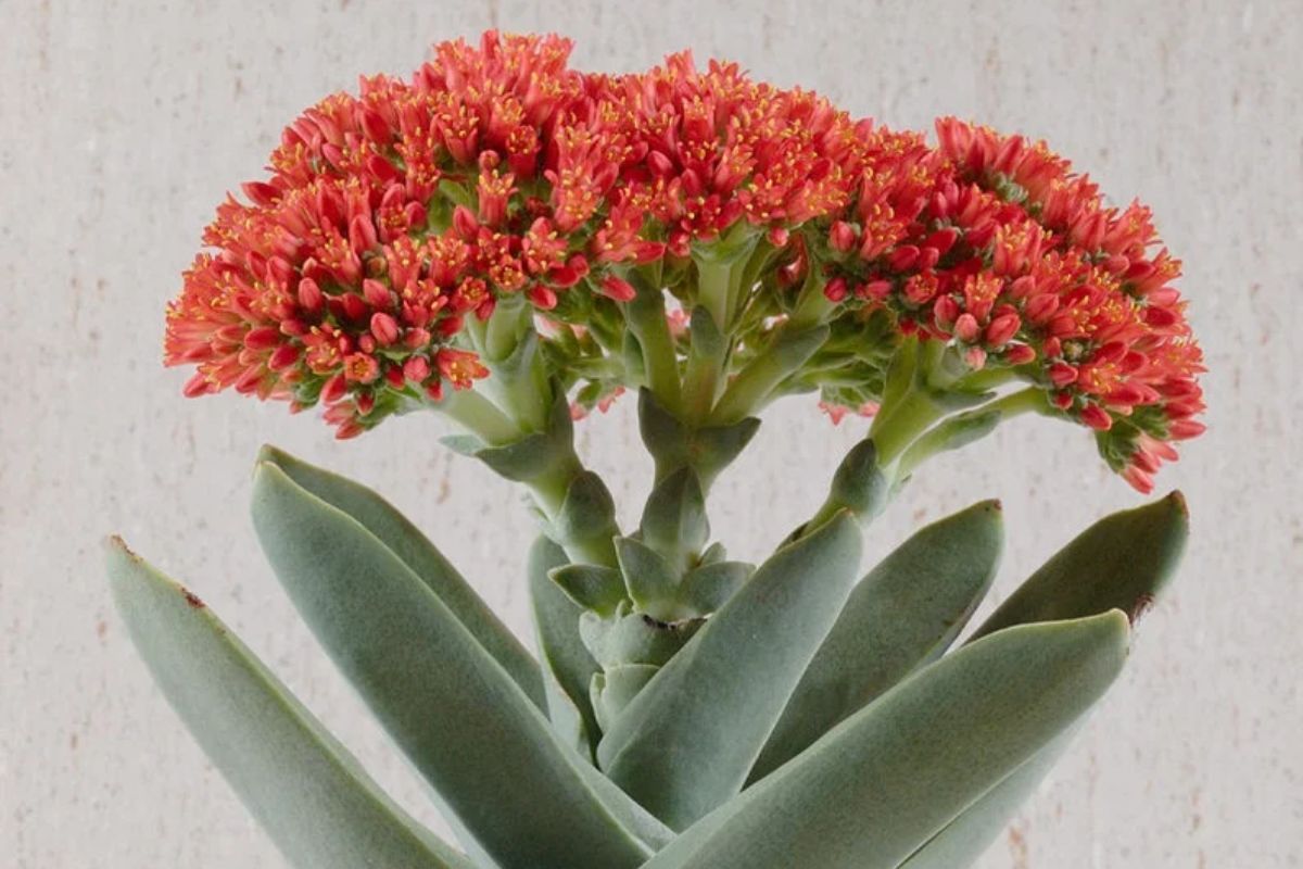 A cluster of vibrant red-orange flowers blooms atop fleshy, green propeller plant leaves.