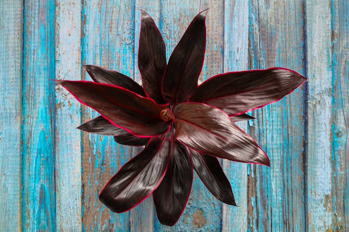 A colorful Ti plant with dark red and black leaves, highlighted by a thin red edge.