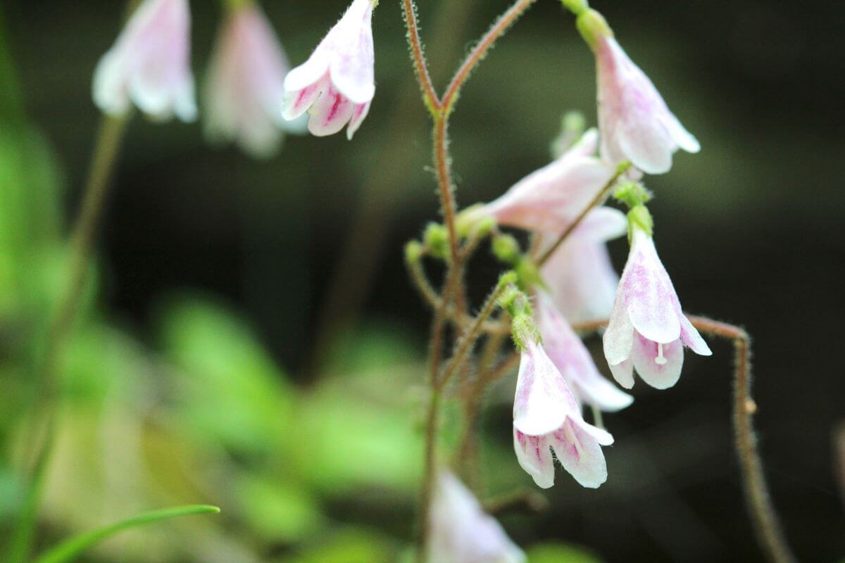 Drooping twinflower pink blooms in a garden.