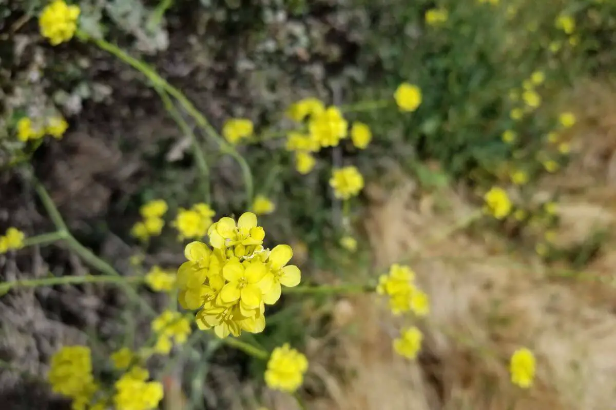 Black mustard flowers against a blurred natural background. The flowers, composed of small petals, are spread across green stems. 