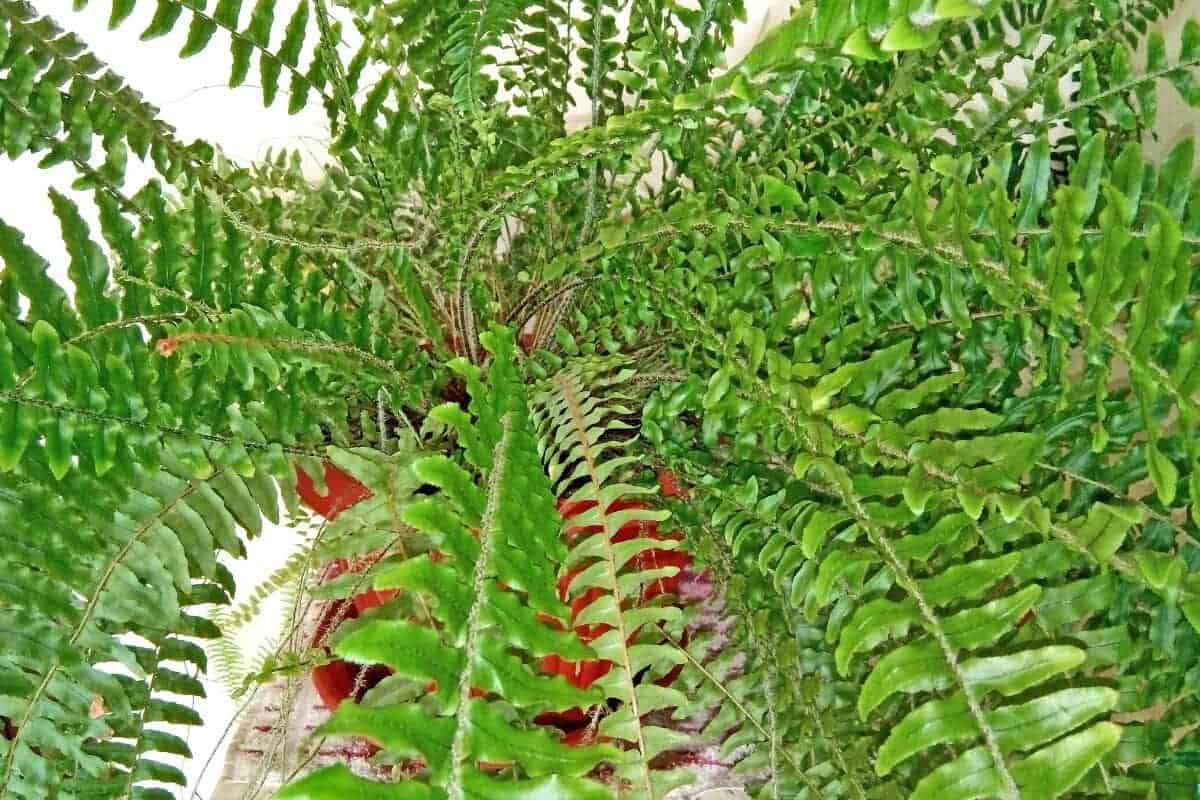 Boston Fern