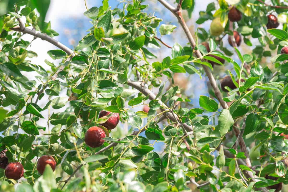 Chinese Jujube