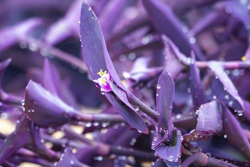 Wandering Jew Plant Colorful Houseplant