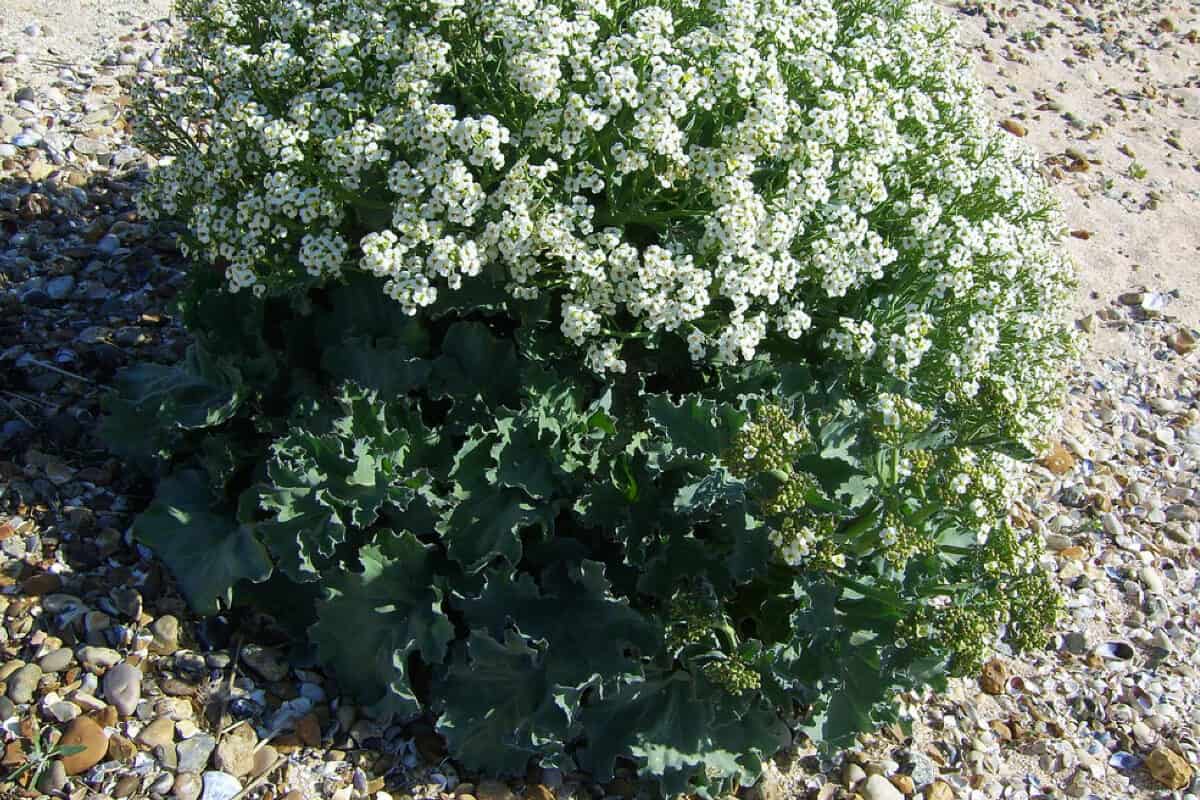 Flowering Sea Kale