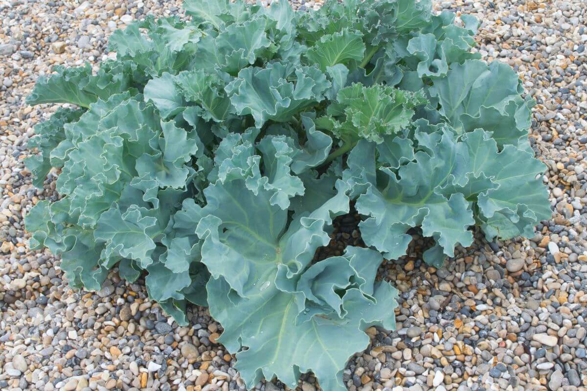 The Flowering Sea Kale growing in a pebbled area showcasing glossy leaves