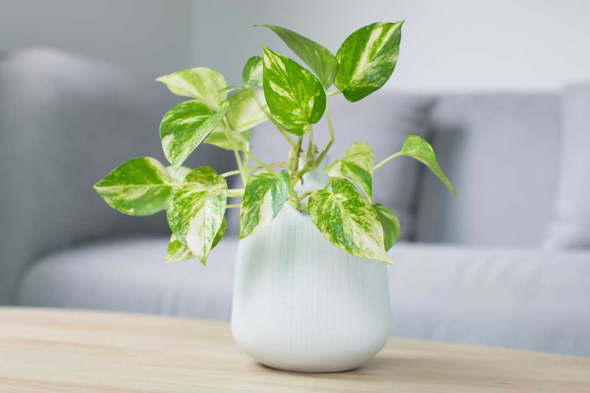 A lush golden pothos plant with variegated green and yellow leaves, placed on a wooden table. 