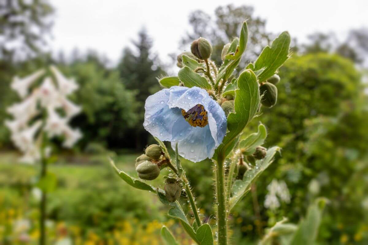 A lone Himalayan blue poppy stands beautifully on a rainy afternoon in a garden.