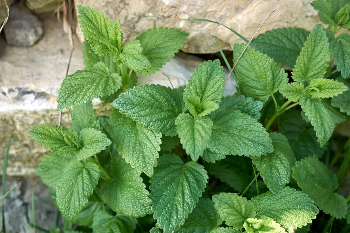 A green lemon balm plants with textured, serrated leaves, growing against a backdrop of stone and grass. 