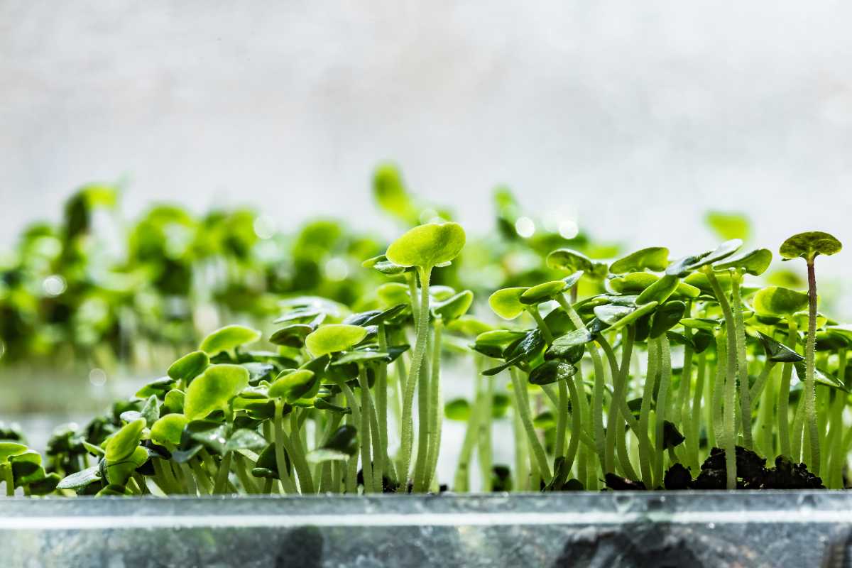 Basil microgreens sprouting from the soil inside a transparent container.