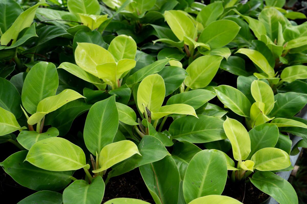 A close-up of several lush green Philodendron moonlight with broad, glossy leaves.