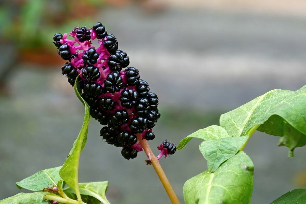 A vibrant magenta stem holds clusters of shiny pokeweed berries, one of the poisonous wild berries, with green leaves surrounding it.