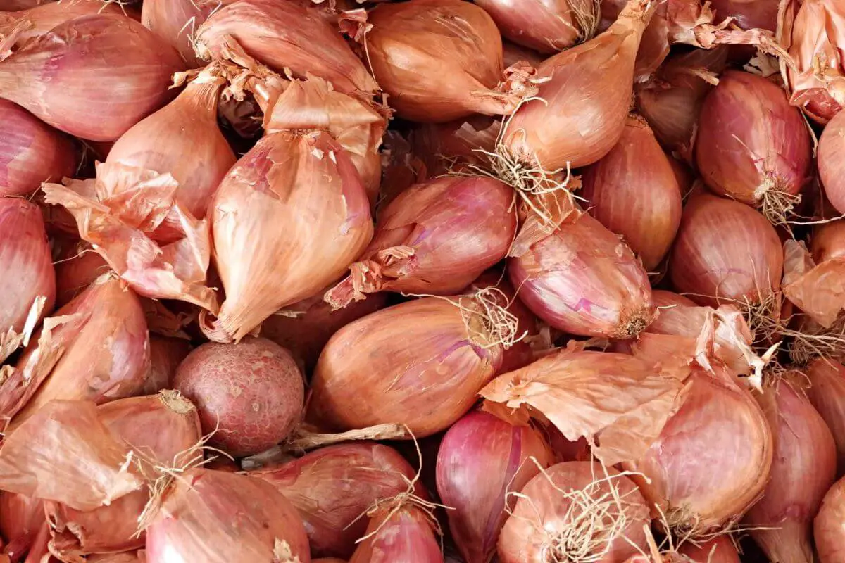 A large pile of reddish-brown potato onions, one of the fall edible plants, with flaky outer skins and roots attached.