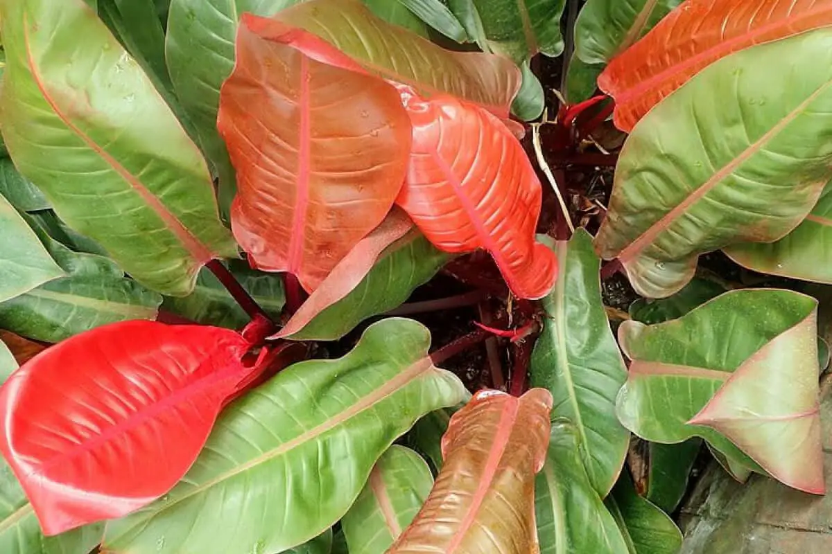 Red Congo Philodendron