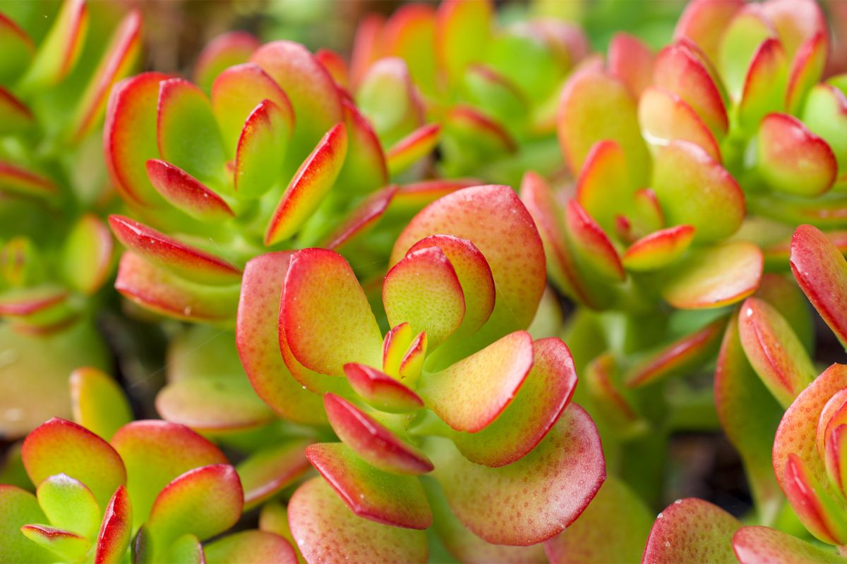 Close-up of several red dwarf jade plants with thick, fleshy leaves.