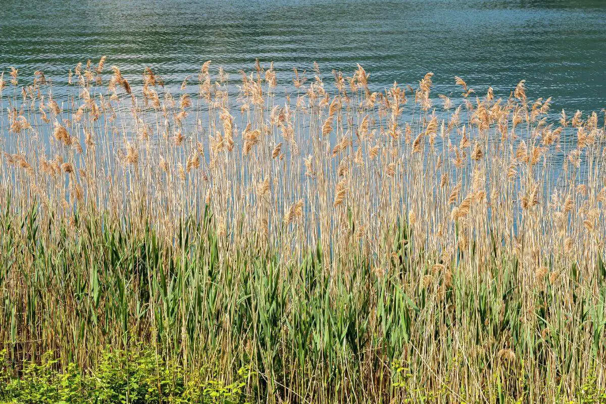 A body of water is partially visible behind a dense cluster of tall, golden-brown reeds, one of the wild edible plants.