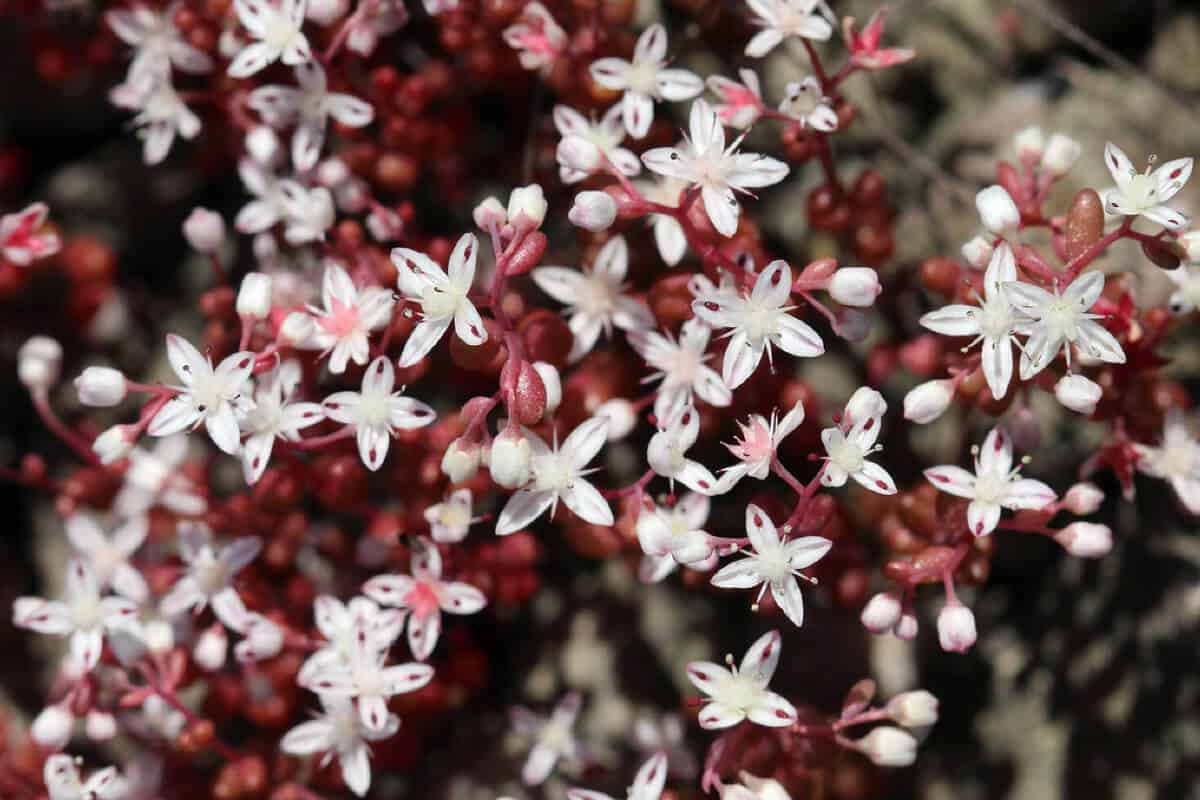 Small Stonecrop Plants