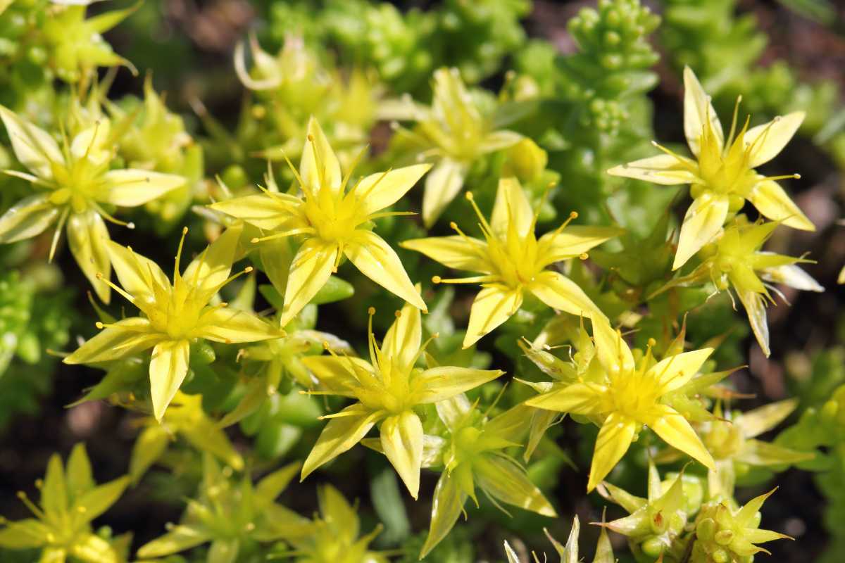 Several Small's Stonecrop yellow flowers in full bloom amidst green foliage.