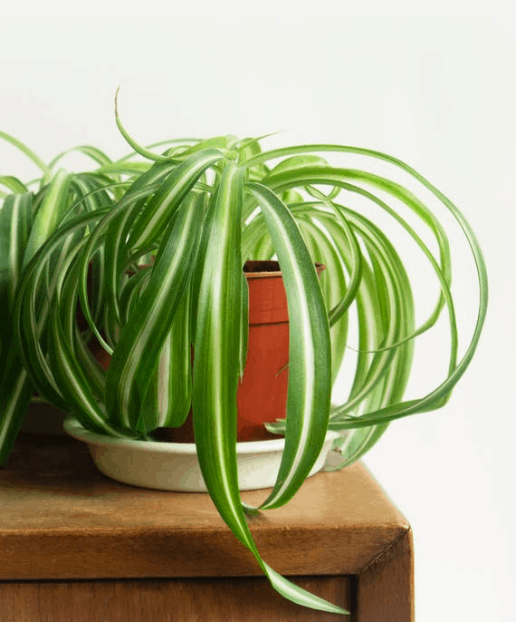 Spider Plant Best Indoor Plant