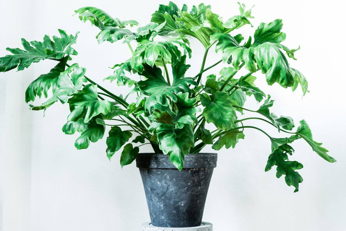 Split-Leaf Philodendron, an excellent air purifying plant with large, wavy leaves, sits in a dark, rustic-looking pot. 