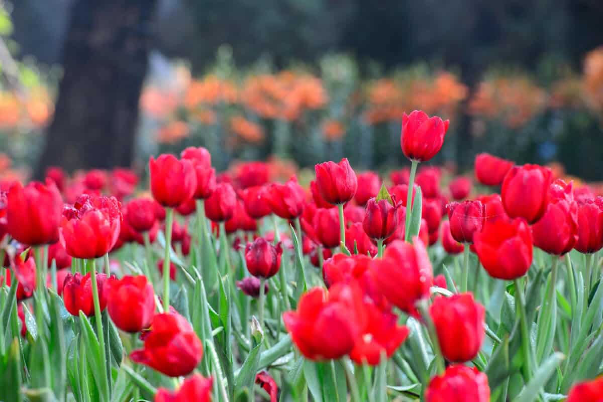 Tulips