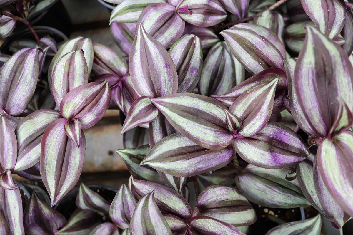 A wandering jew plant, one of the most colorful houseplants. It features elongated, pointed leaves with distinct purple and green stripes, along with silver streaks running parallel to the central vein of each leaf.