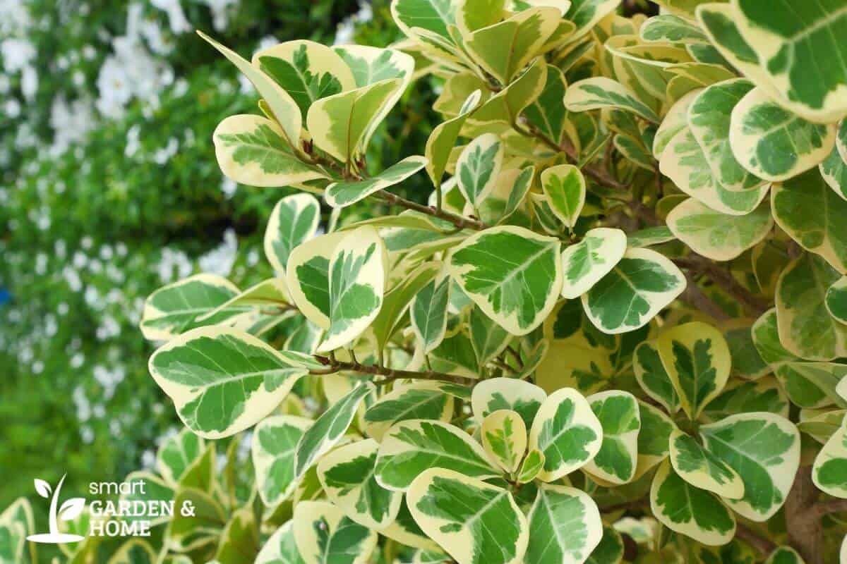 A close-up of a weeping fig plant with green and white leaves edged in creamy white.