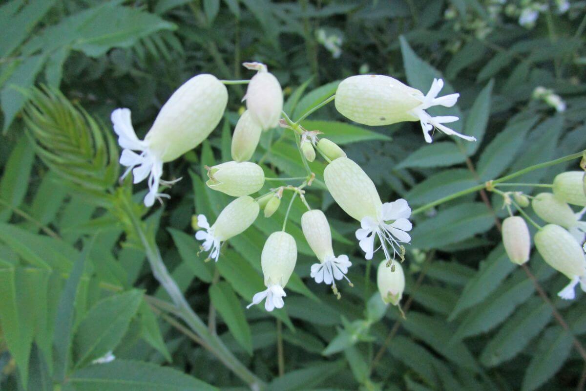 A cluster of bladder campion flowers in a garden, with dense vegetation in the background.