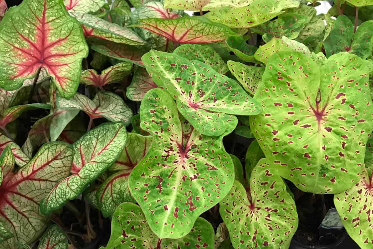 Caladiums