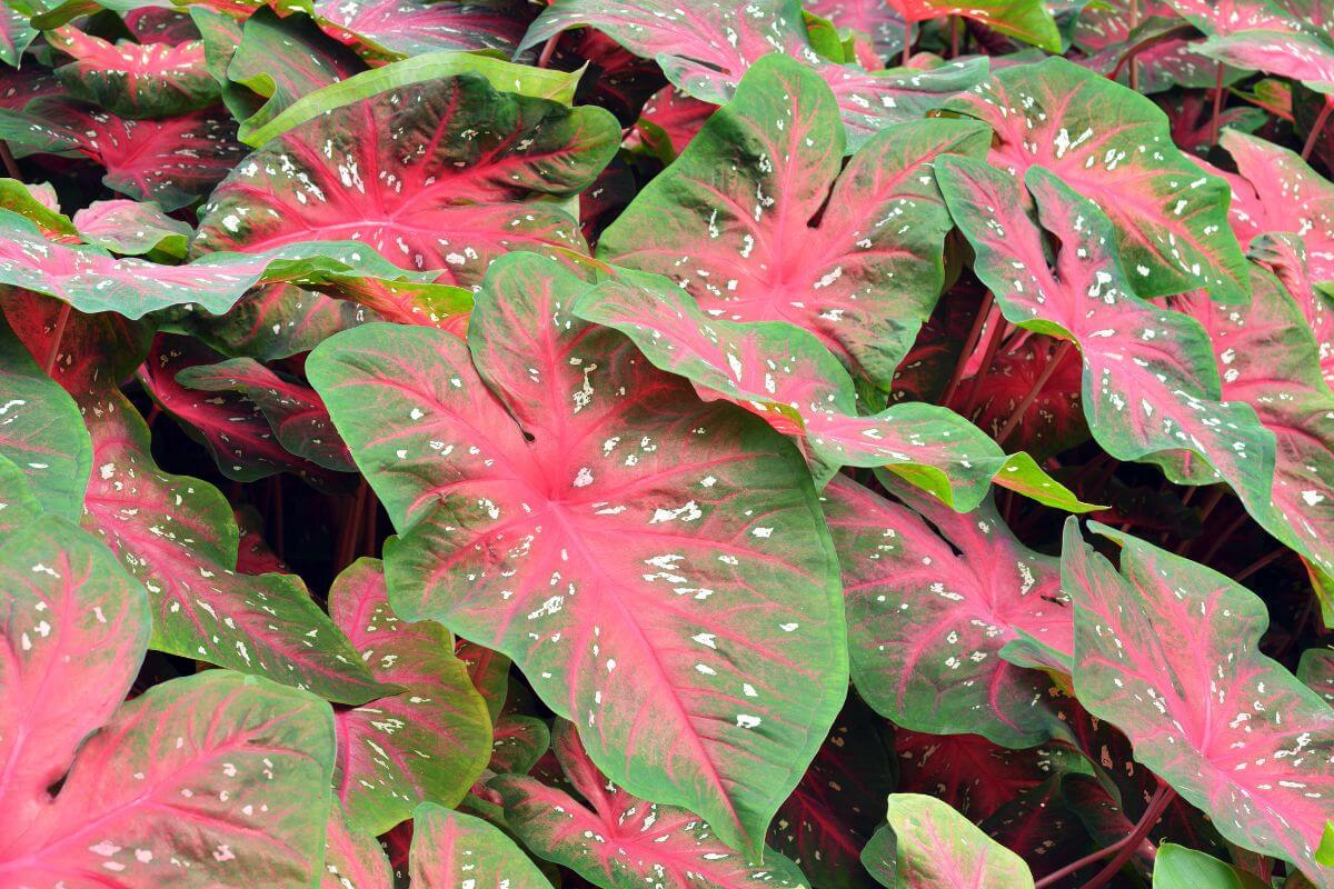 An up-close view of caladium leaves in various colors, including pink, white, green, and red.