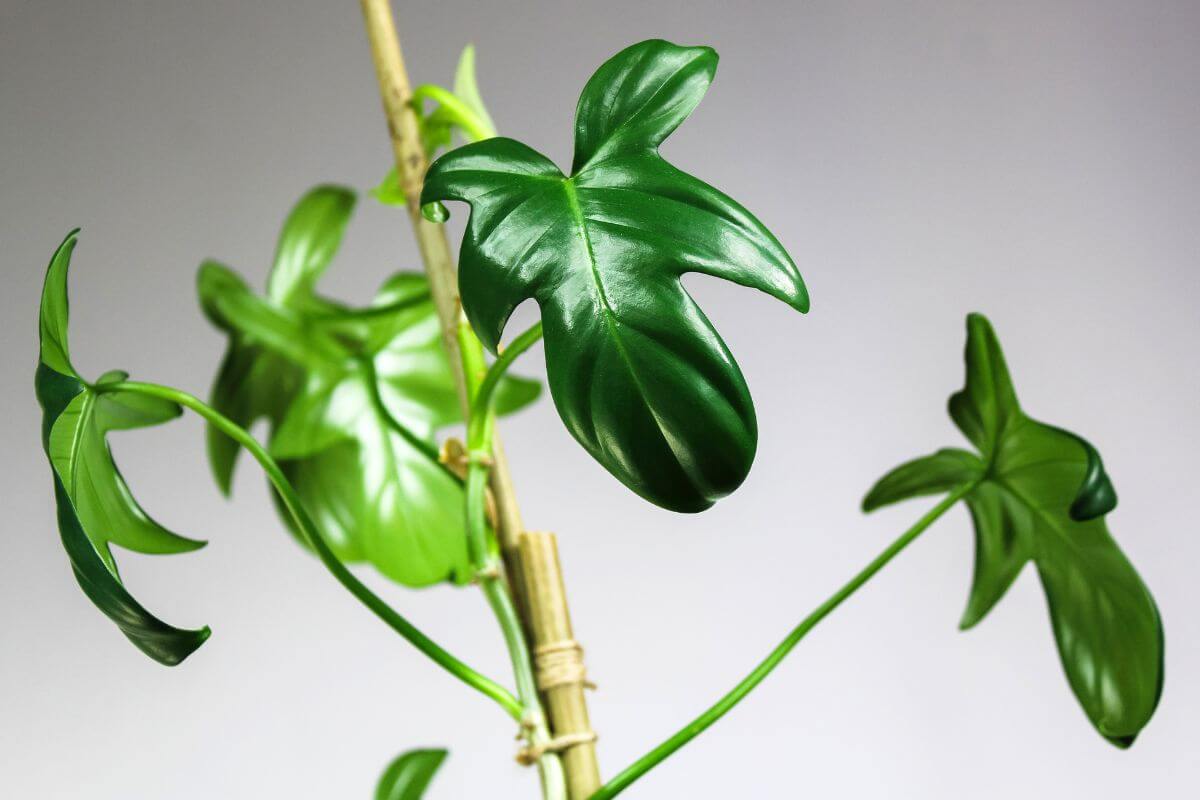 A close-up of a green fiddleleaf philodendron plant with shiny and uniquely shaped leaves resembling elongated hearts.