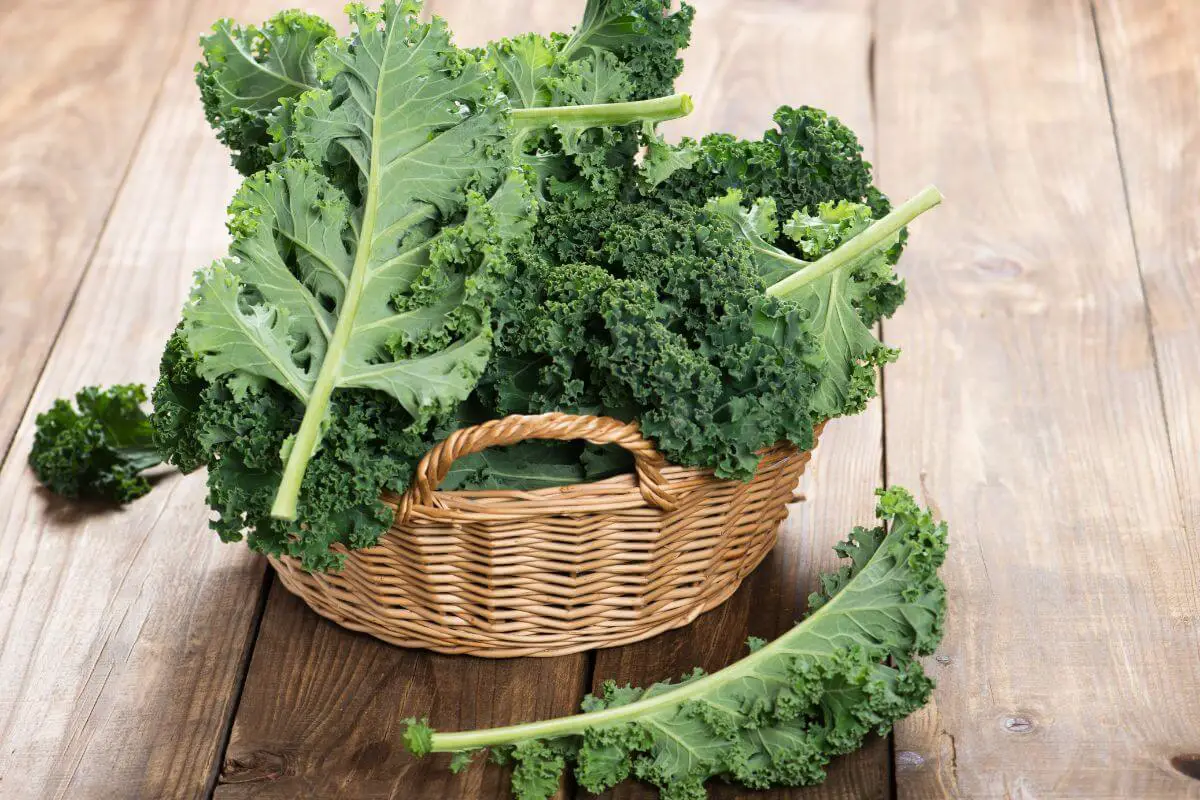 A basket filled with fresh, green kale leaves sits on a wooden surface. Several loose kale leaves are placed around the basket, showcasing their curly texture and vibrant color. 