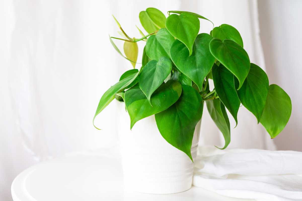 A philodendron plant in a white pot sits on a white table with a white curtain background.