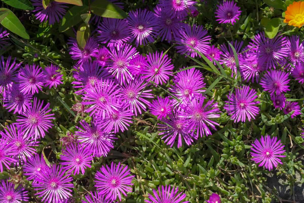 Purple Ice Plant