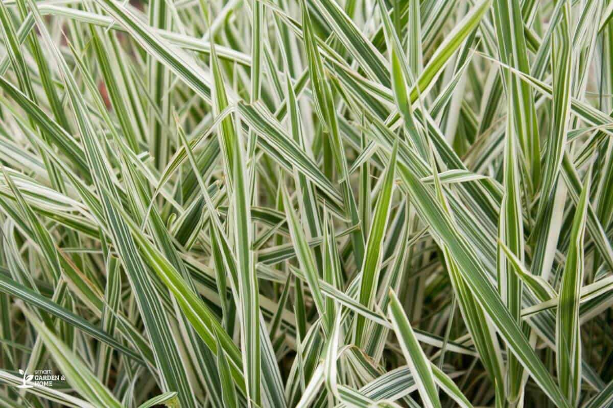 A close-up of tall, slender green reed canary grass with white stripes running along the length of the blades.