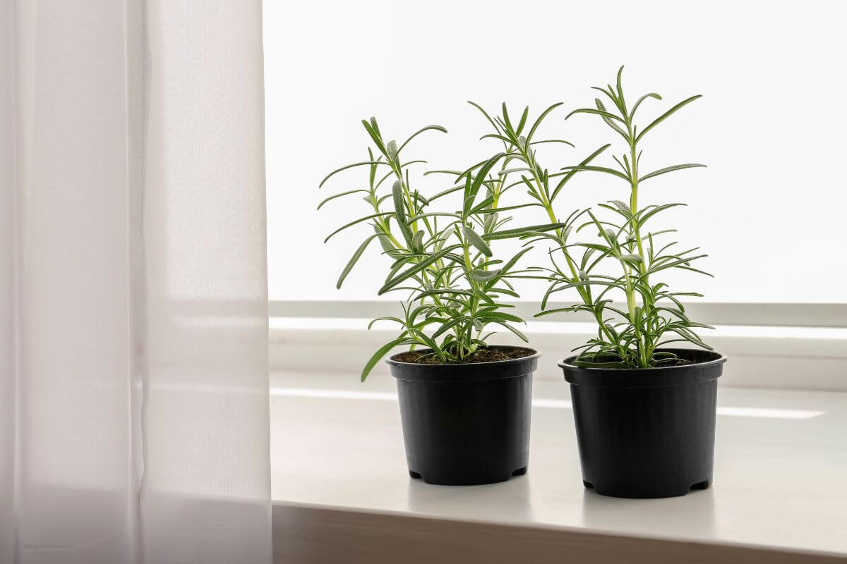 Two small Rosemary plants sit on a windowsill. The plants, in black plastic pots, have long, slender, green leaves. 