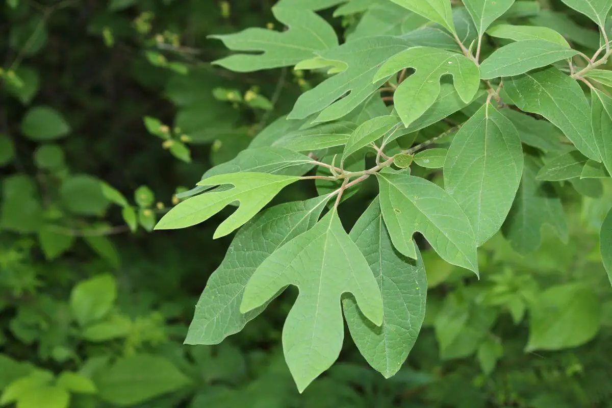 Sassafras, one of the wild edible plants, with bright green leaves.