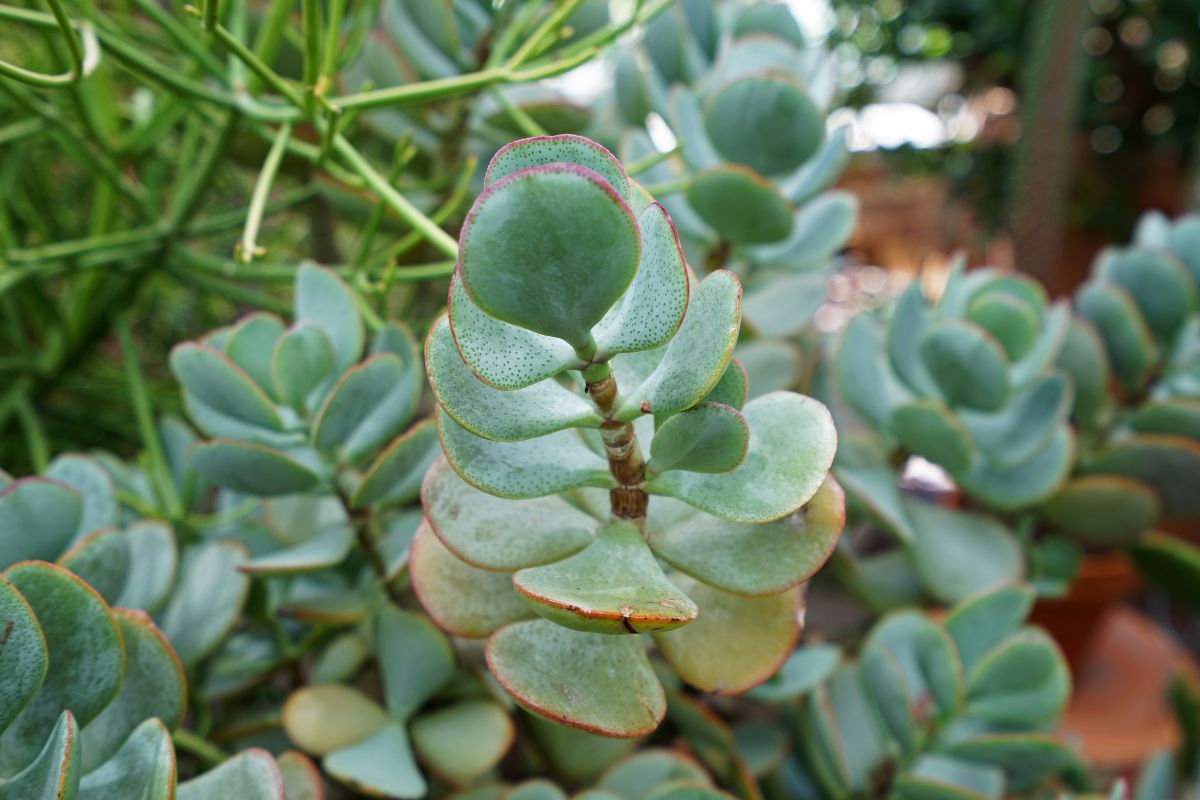 Close-up of a cluster of green silver dollar plants with thick, flat, rounded leaves.