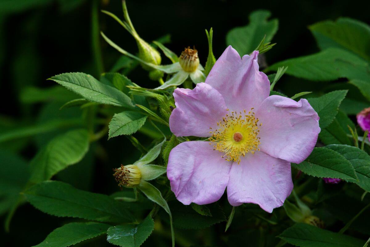 A blooming pink wild rose, one of the edible wild flowers, with a bright yellow center, surrounded by green leaves and budding flowers.