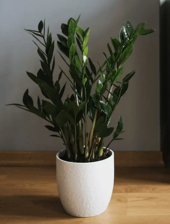 ZZ Plant Best Indoor Plant