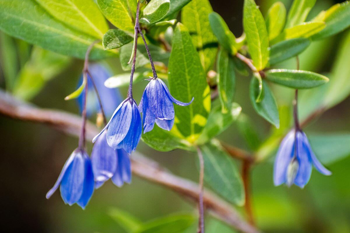 Bluebell creeper flowers droop from a branch, giving the plant a unique look.