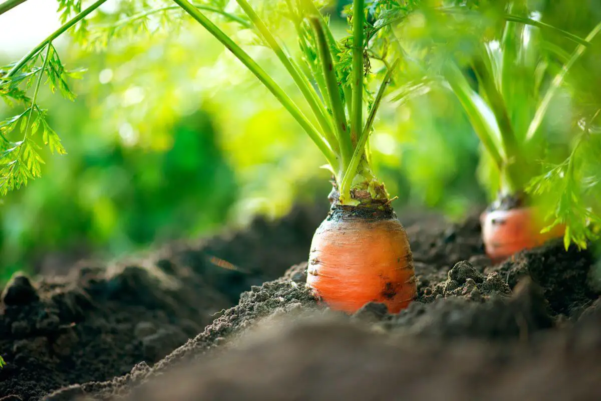 Carrots growing in the soil, an example of fall edible plants.