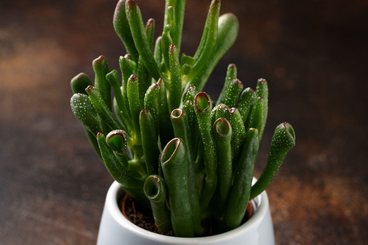 Close-up of a Crassula ovata 'Skinny Fingers' succulent plant in a white pot.