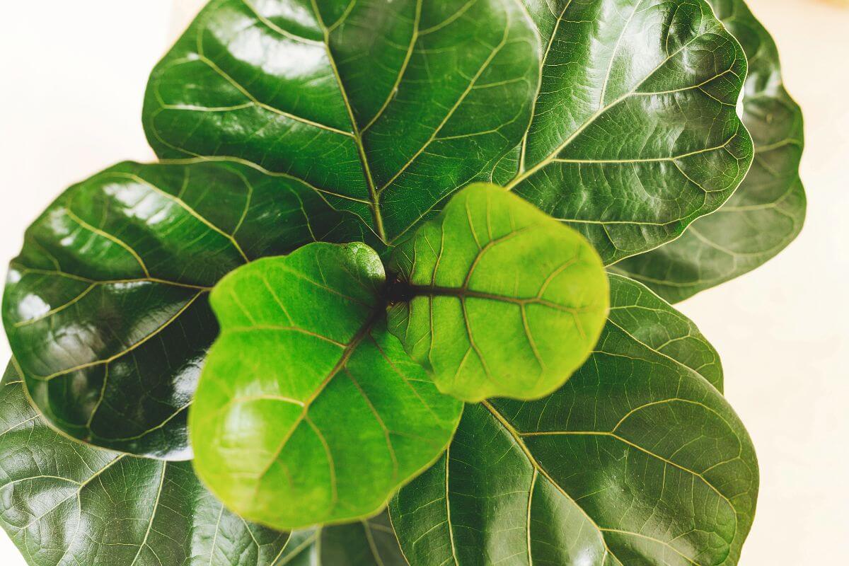 The Fiddle Leaf Fig, featuring dark green and glossy leaves that add a dramatic touch to gardens