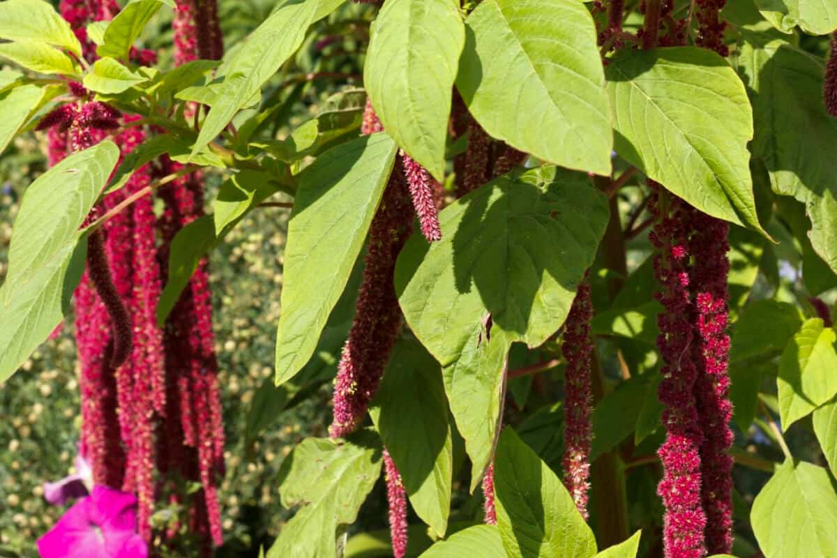 Love Lies Bleeding