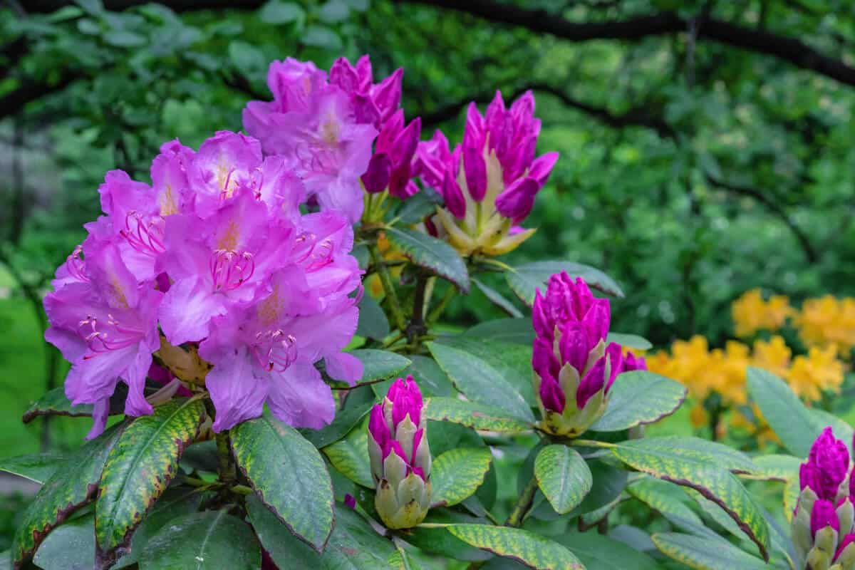 Pacific Rhododendron