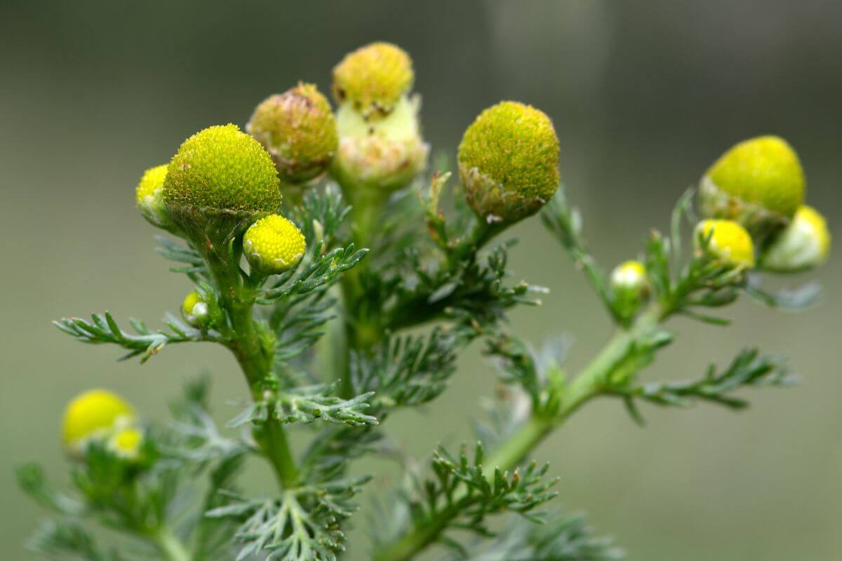 A common pineapple weed, one of the edible wild flowers, featuring small, rounded yellow-green flower heads atop delicate, feathery green leaves.
