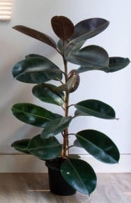 Rubber Plant Ficus Elastica Most Common and Popular Houseplant